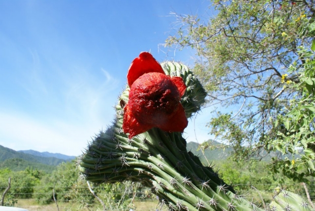 Flor de cactus